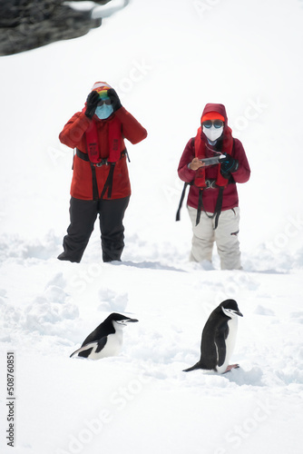 Two chinstrap penguin walking past photographers in snow