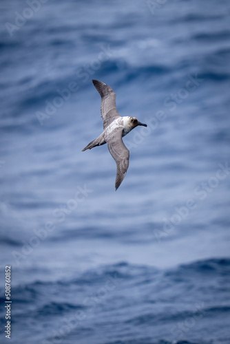 Southern giant petrel glides over blue sea