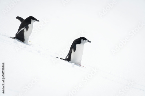 Two chinstrap penguins walk down snowy hillside