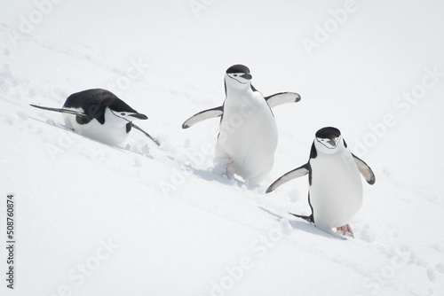 Three chinstrap penguins slide down snowy slope photo