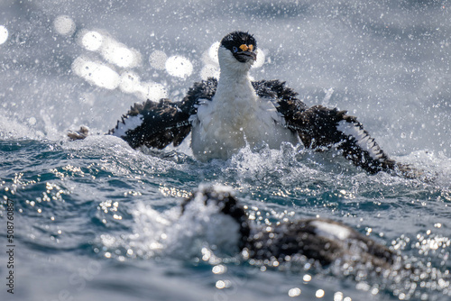 Two imperial shags splash around in water