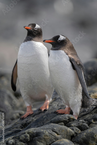 Two gentoo penguins stand on sunlit rocks