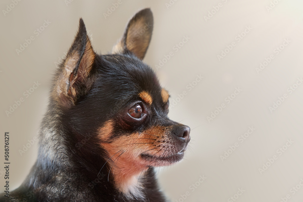 Close up of short haired black chihuahua