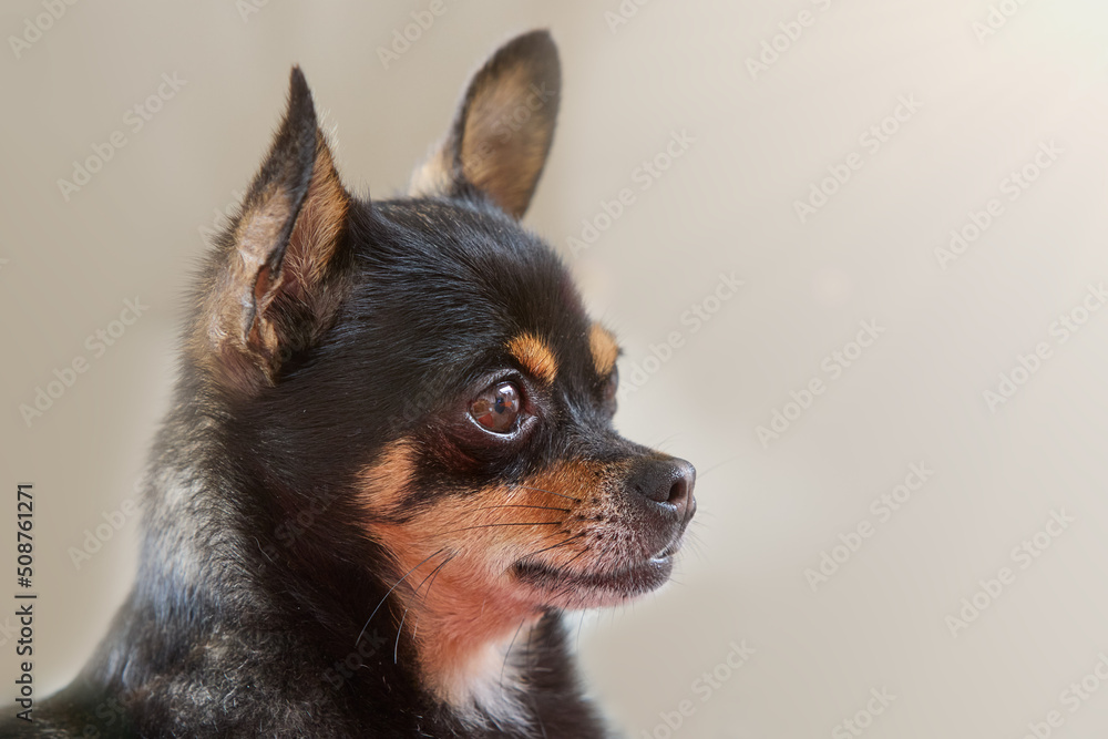 Close up of short haired black chihuahua Close up of short haired black chihuahua