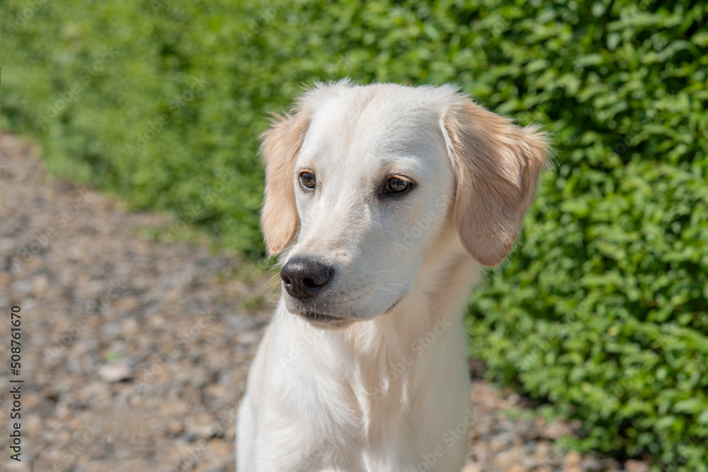 Beautiful golden retriever puppy outdoors in summer Beautiful golden retriever puppy outdoors in summer