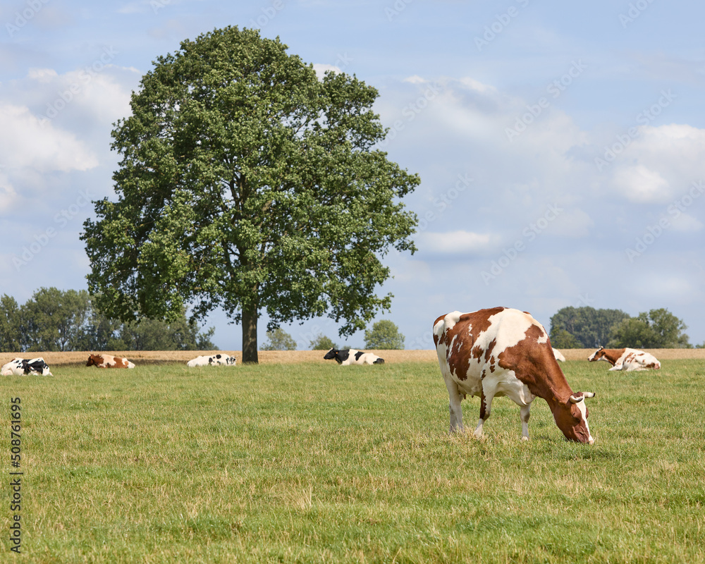 Field with brown white cow grazing 