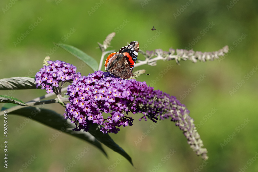 Peacock butterfly on purple flower in garden Peacock butterfly on purple flower in garden