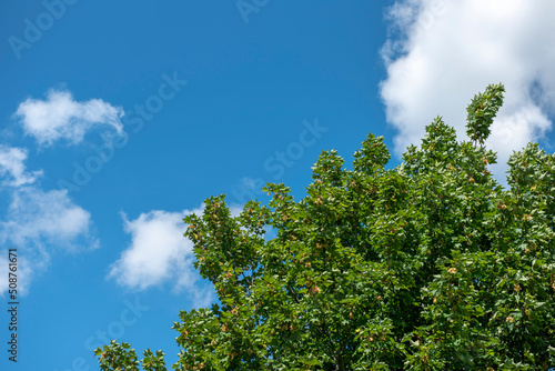 Background image of blue sky with white clouds and green trees