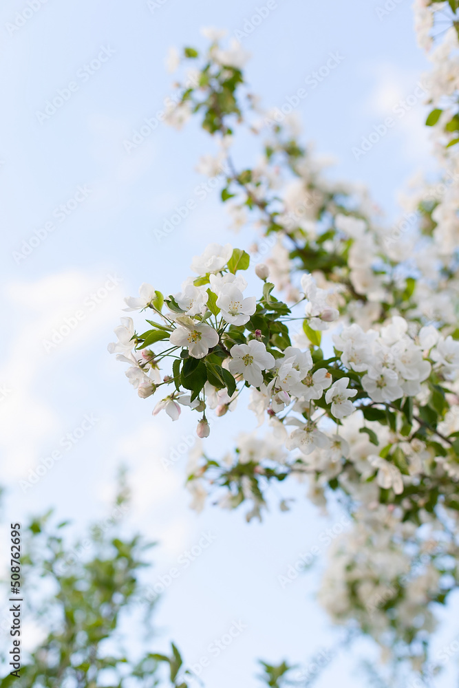 Blossoming apple after rain on spring background. Space for text. selective focus Blossoming apple after rain on spring background. Space for text. selective focus