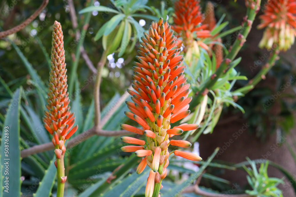 close up of aloe vera flowers close up of aloe vera flowers