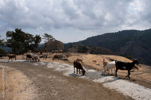 Group of goat farm animals feeding in a grassland field outdoors.