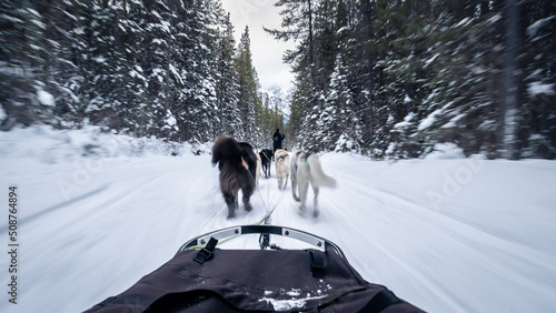 Wallpaper Mural First person view from fast sled pulled by dogs in a winter forest, Canmore, Canada Torontodigital.ca