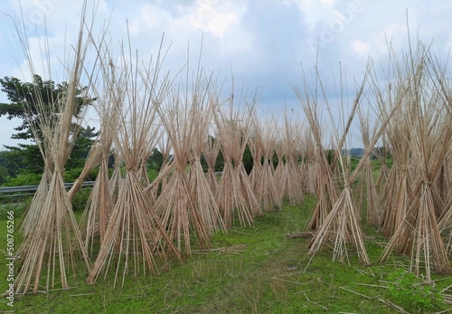 Jute stalks laid for sun drying. Jute cultivation in Assam, India. Dry jute stem image.