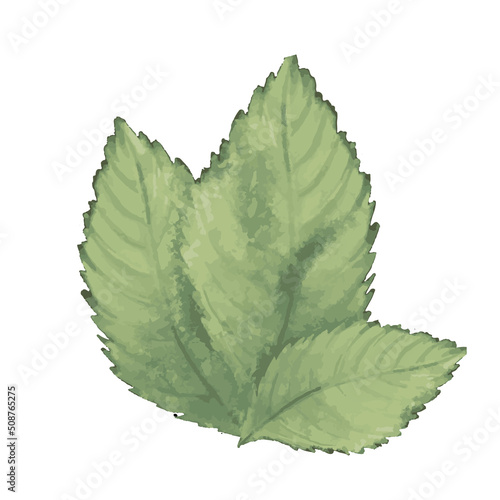 vector green watercolor mint leaves, summer greenery