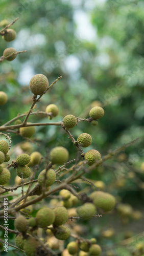 The longan is about to start the season.