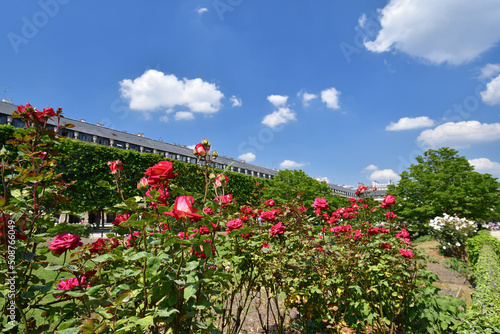 Paris, France. A red rose blooming in the Palais Royal Gardens. May 9, 2022.