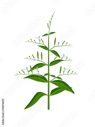 Vector illustration, andrographis paniculata plant or false water willows, isolated on white background, herbal medicinal plant. photo