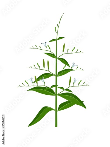 Vector illustration, andrographis paniculata plant or false water willows, isolated on white background, herbal medicinal plant.