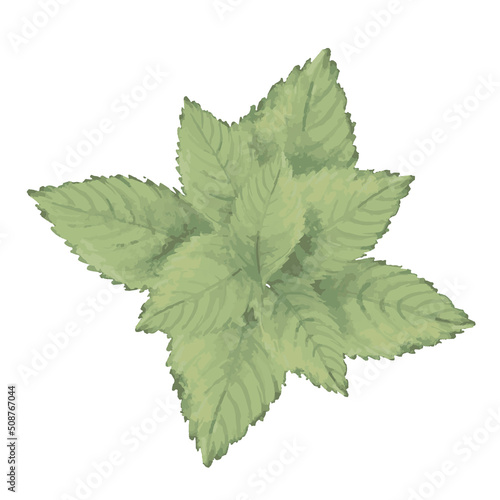 vector green watercolor mint leaves, summer greenery