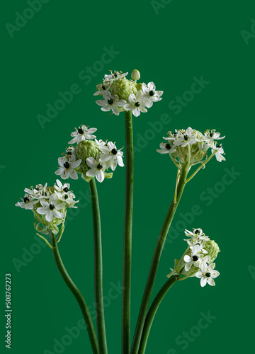 SouthAfrican Star of Bethlehem flower s on green background photo