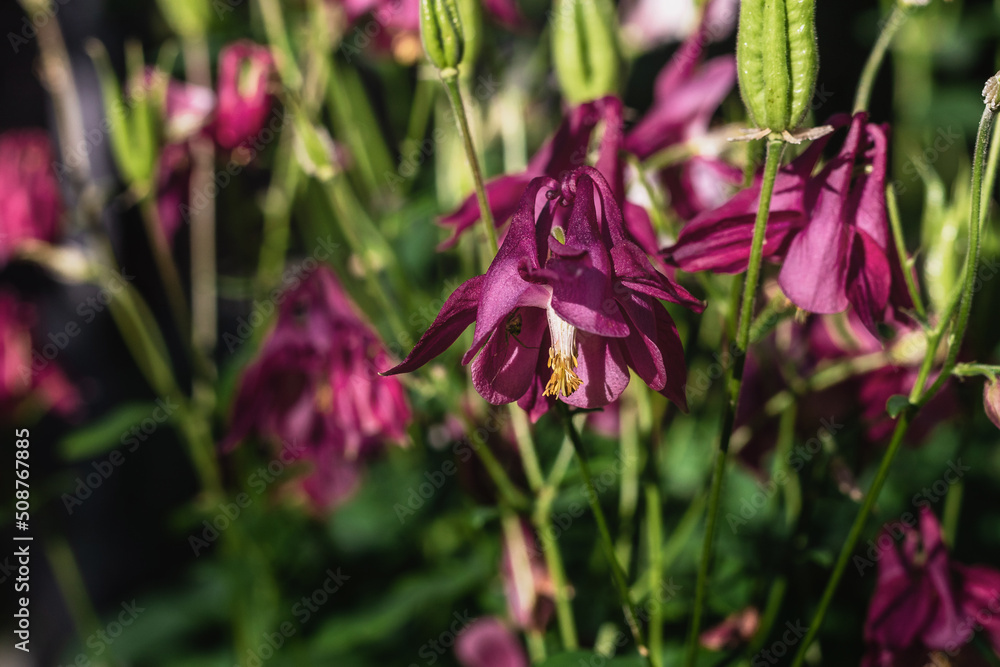 Flowering of Aquilegia vulgaris in late spring and early summer in the garden. The flowering plant of Aquilegia (Lat. Aquilegia) with lots of pink and white flowers. Selective focusing. Flowering of Aquilegia vulgaris in late spring and early summer in the garden. The flowering plant of Aquilegia (Lat. Aquilegia) with lots of pink and white flowers. Selective focusing.