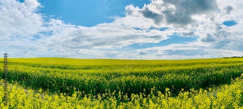 Panoramic view of the rapeseed field against a blue sky with clouds.