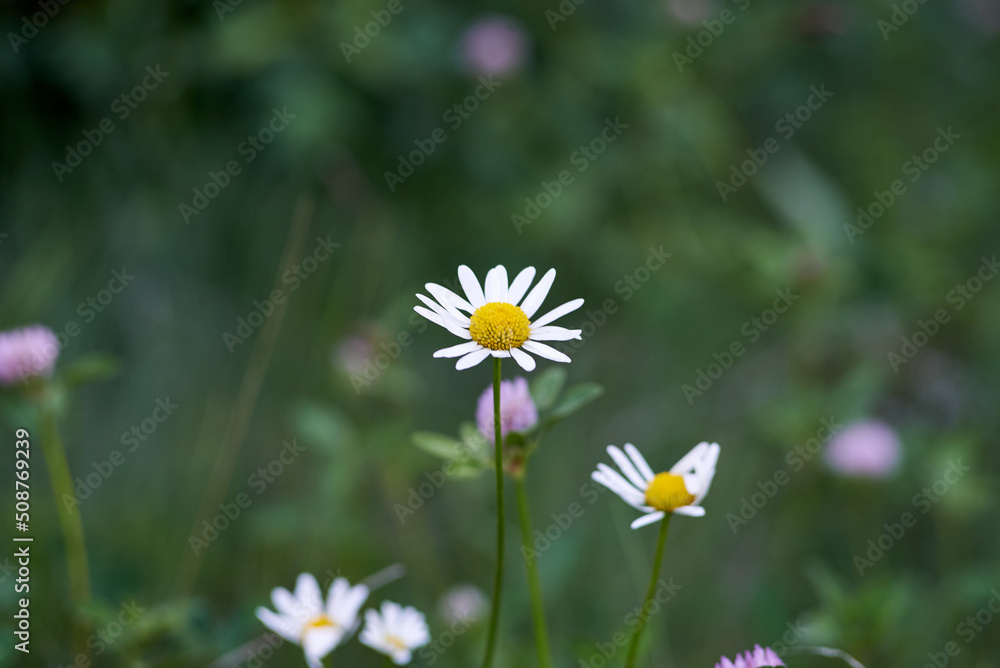 Wild daisy flowers with white petals and yellow center in bloom Wild daisy flowers with white petals and yellow center in bloom