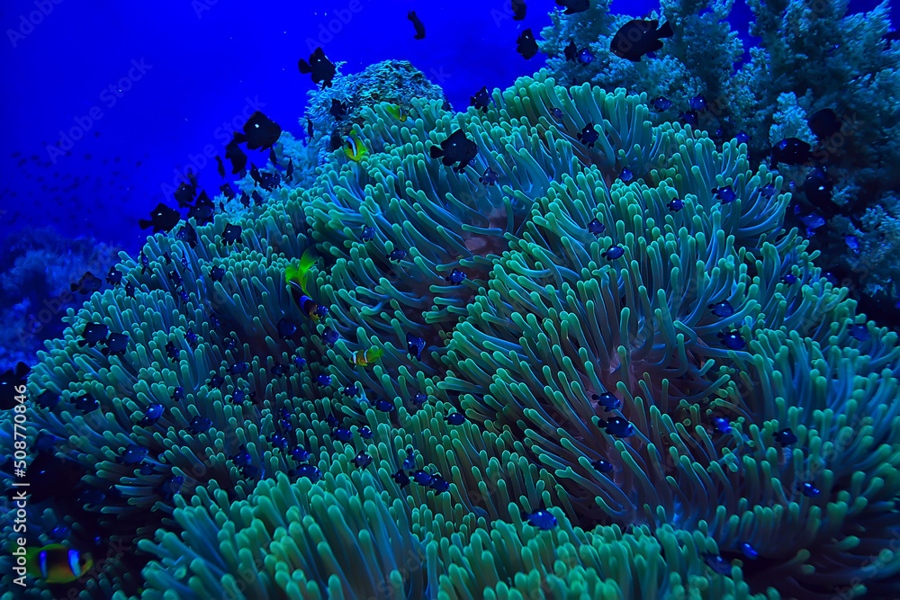 coral reef background, underwater marine life ecosystem ocean sea coral reef background, underwater marine life ecosystem ocean sea