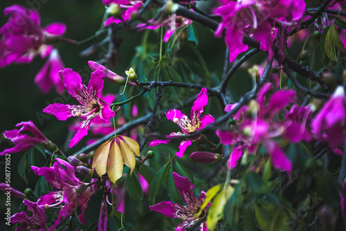 Pink flowers backgroind photo