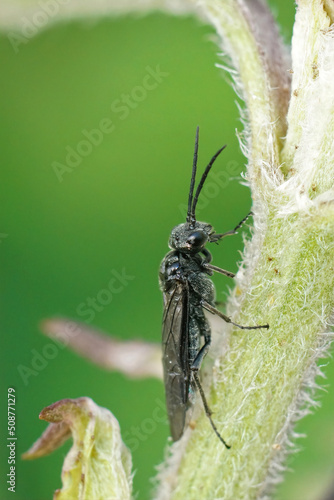 Closeup on an all dark black sawfly , Dolerus sitting in the vegetation photo