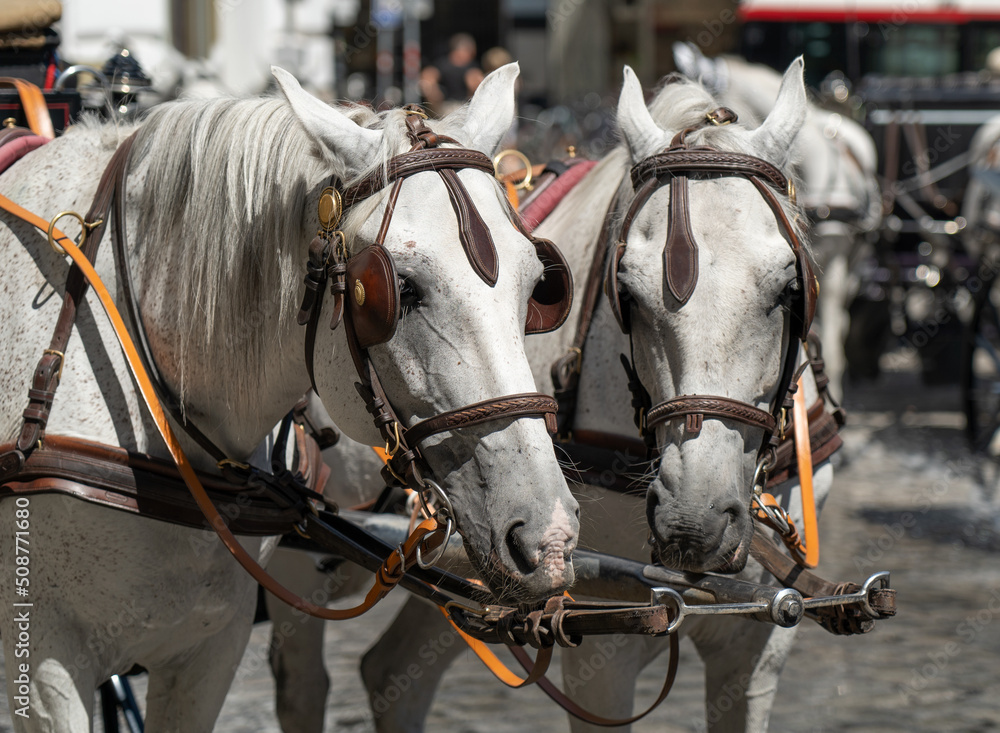 Horse carriage. Two white horses in harness. Horse carriage. Two white horses in harness.