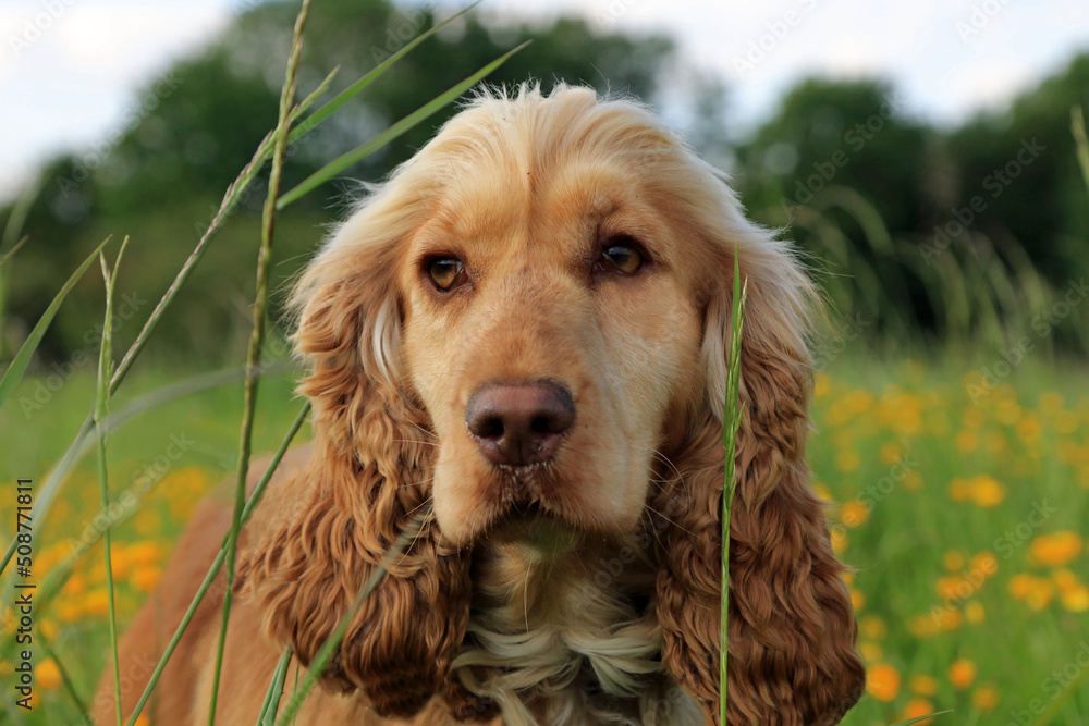 Fototapeta premium English cocker spaniel in a meadow