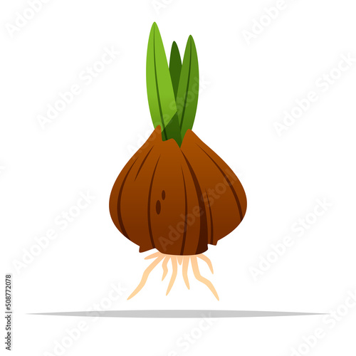 Tulip bulb sprouted vector isolated illustration