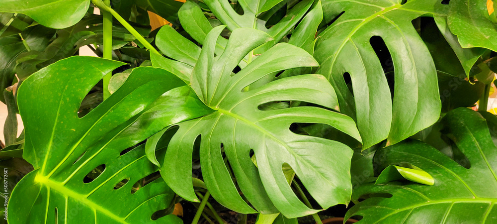 Fototapeta premium planta tropical 