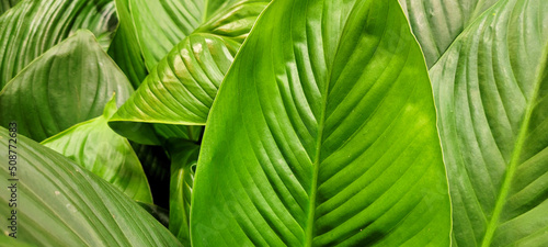 planta tropical 