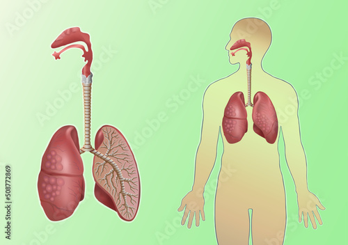 Human lungs and a silhouette of a person with lungs on a green horizontal background in a vector. Medicine and anatomy. Concept. Vector illustration. A set of human organs.