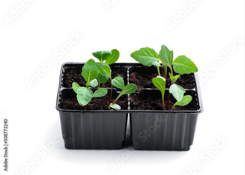 Baby dahlia plant in recyclable plastic pots isolated on white