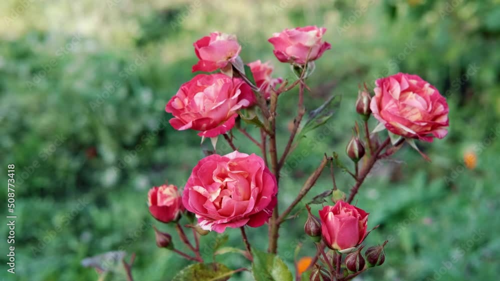 Beautiful variegated red roses in rose garden. Gardening concept. Slow motion Beautiful variegated red roses in rose garden. Gardening concept. Slow motion