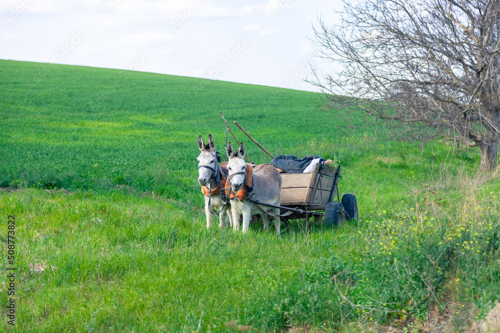 Obraz premium Cart with two grazing donkeys on green grass