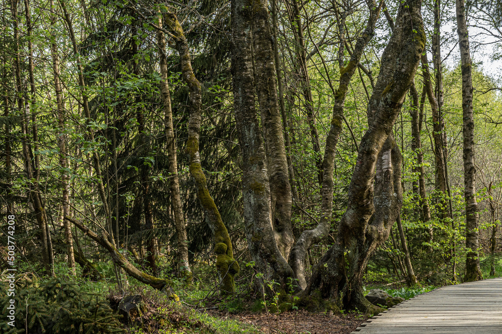 Alte Birke im Schwarzen Moor/Rhön Alte Birke im Schwarzen Moor/Rhön