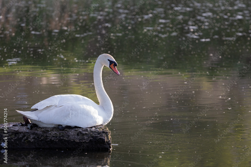 Fototapeta premium Swan on the lake, nature of Ukraine