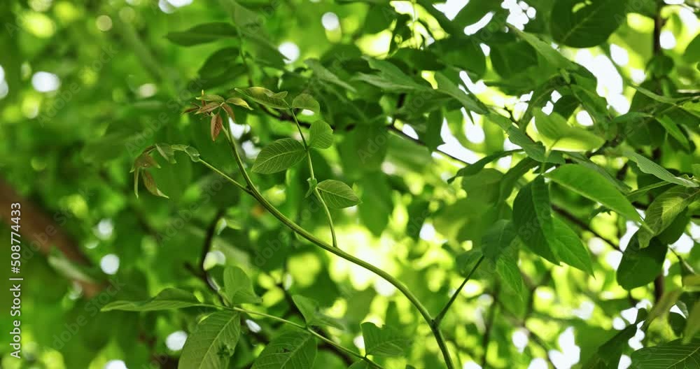Rich green leaves of a tree waving in wind Rich green leaves of a tree waving in wind