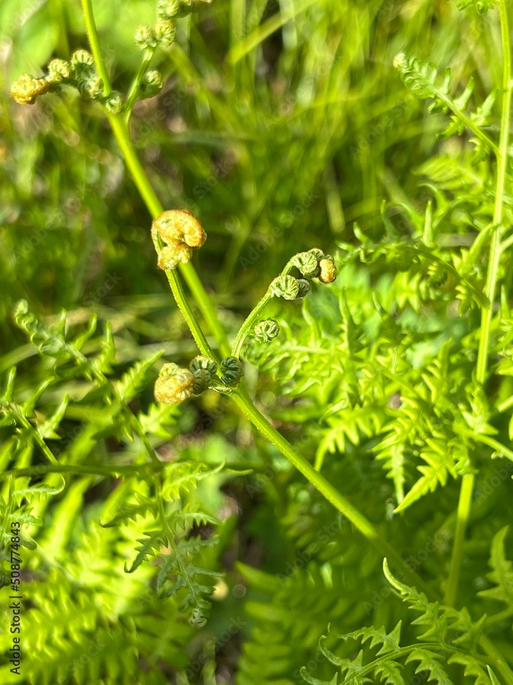 Obraz premium 上高地 わらび 山菜 長野県