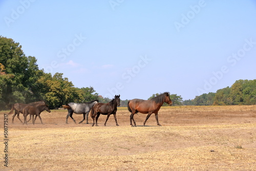 Fototapeta Naklejka Na Ścianę i Meble -  Wild horses in Letea forest from Danube Delta in Romania