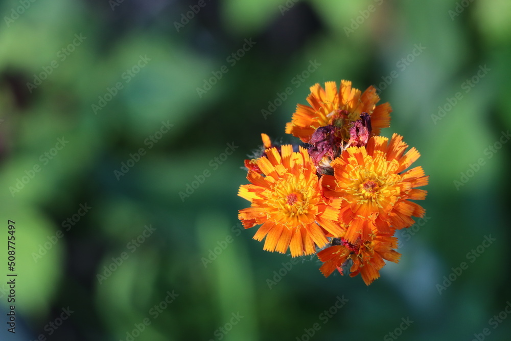 top view of bright orange flowers with bokeh green background top view of bright orange flowers with bokeh green background