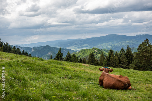 Fototapeta Naklejka Na Ścianę i Meble -  Cow on grass in Pieniny, Mountains landscape in background