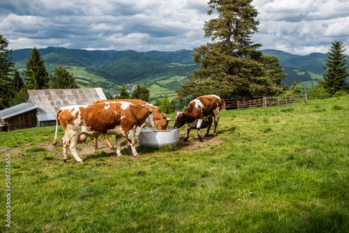 Fototapeta Naklejka Na Ścianę i Meble -  Cows drinking water in farm located in Pieniny Mountains, Poland