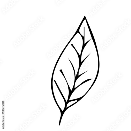 Floral plant, branch in doodle style isolated on white background. Elegant design decoration, element. 