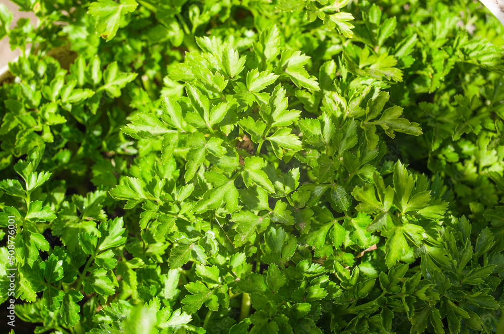 Green background parsley leaves, close-up top view Green background parsley leaves, close-up top view