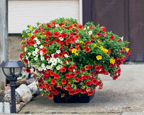 a planter full of red, yellow and white Million Bells